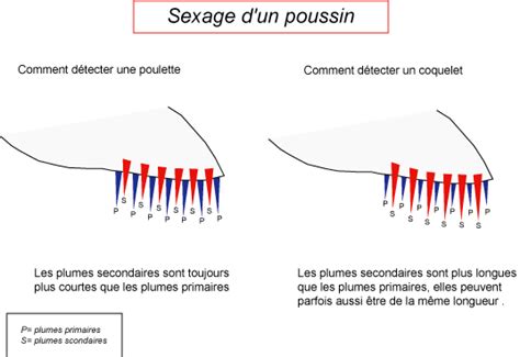Sex Des Poussins