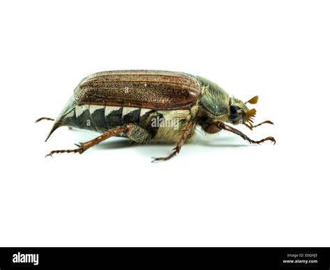 Beetle may hi-res stock photography and images - Alamy