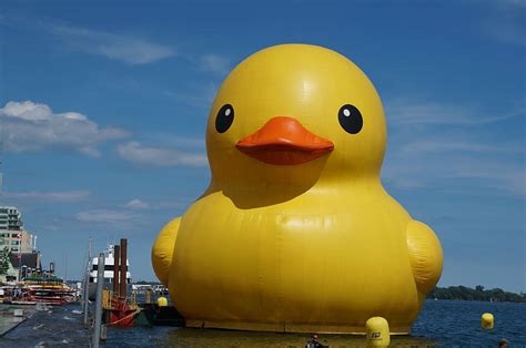 toronto, rubber, duck, water, rubber duck, yellow, representation ...
