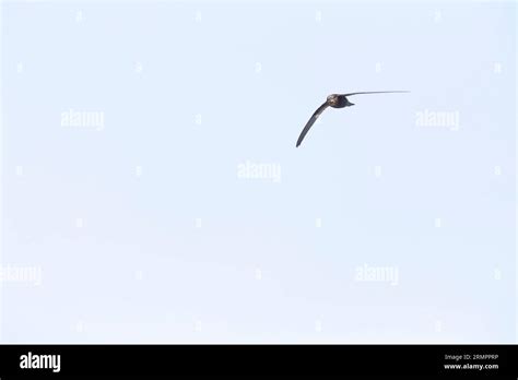 plain swift apus unicolor  flight  island  madeira stock photo