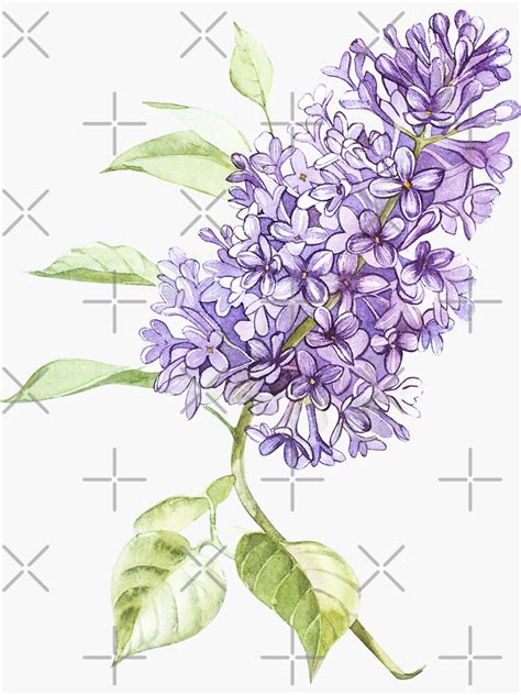 Lilac Sticker For Sale By Asetrova Redbubble