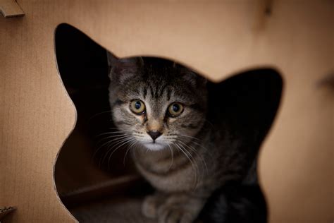Boston has its first cat cafe. Will it last?
