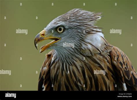 Rotmilan Red Kite Milvus Milvus Gabelweihe Europe Europa Stock Photo