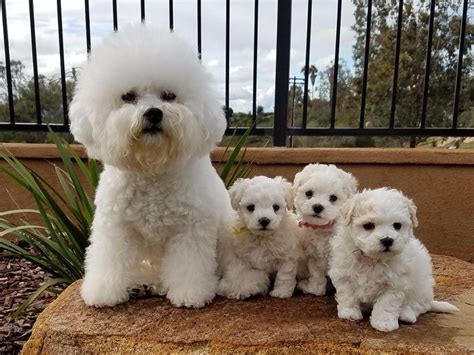 So You Want a Bichon Frise. Find out more.