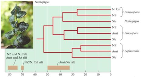 Evolutionary Biology Flashcards Quizlet