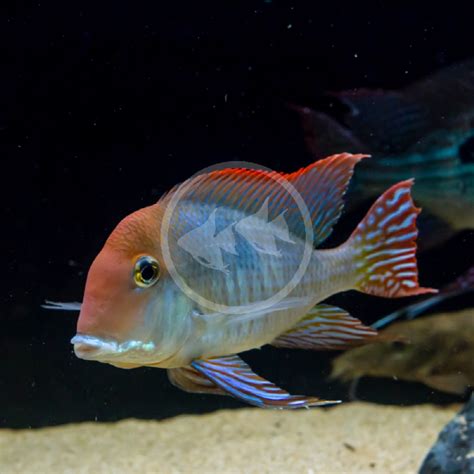 cichlid geophagus tapajos red head geophagus pyrocephalus aquatics