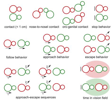 Thomas Bourgeron - Mouse models of ASD - Research - Institut Pasteur