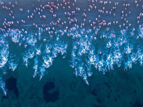 Record Field For Nippy Nude Winter Solstice Swim Hawkesbury Gazette