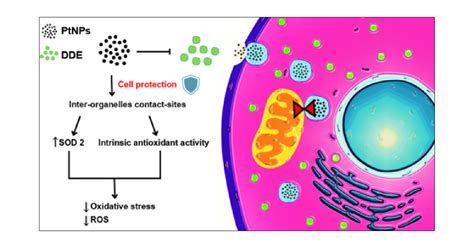 Inter Organelle Contact Sites Mediate The Intracellular Antioxidant