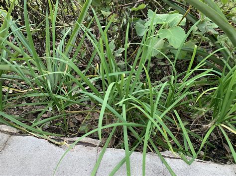 Garlic Chives – Allium tuberosum - Cody Cove Farm & Nursery