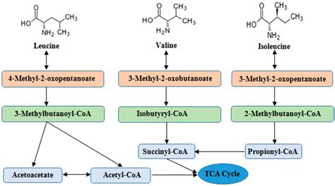 IJMS | Free Full-Text | Branched Chain Amino Acids: Beyond Nutrition ...