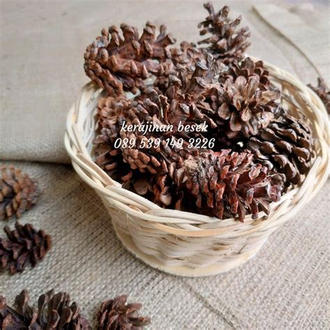 Jual Bunga Pinus Bunga Kering Bunga Unik Bunga Cokelat Biji Pinus Pine