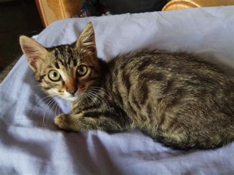 Tiny Gato Adoptado En Novelda Alicante Bamb Difunde