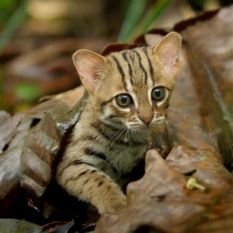small cat | Small wild cats, Rusty spotted cat, Cat species