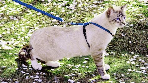 how to put on a cat harness diagram