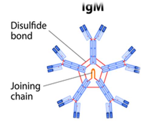 Igm Largest Antibody Structure And Function