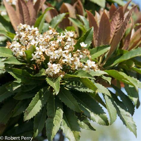 Bronze Loquat Waterwise Garden Planner