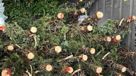 Llegan A Panamá Los Primeros Arbolitos De Navidad