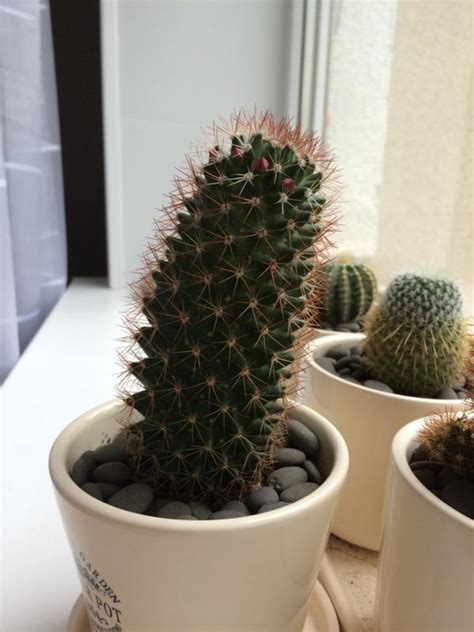 Ответы Mail: Можно ли поворачивать кактус?