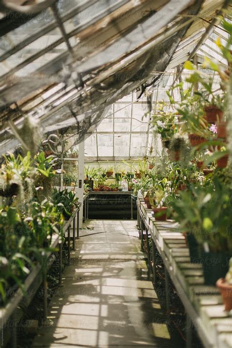 "Bright Light-filled Greenhouse Conservatory Filled With Plants And ...