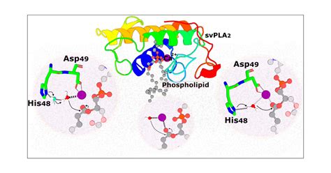 Pla2 Full Form Buying Discounts | www.gbu-presnenskij.ru