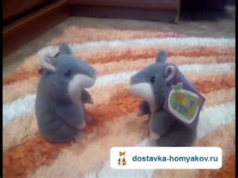 Говорящие хомяки ругаются между собой! Купить говорящего хомяка ...