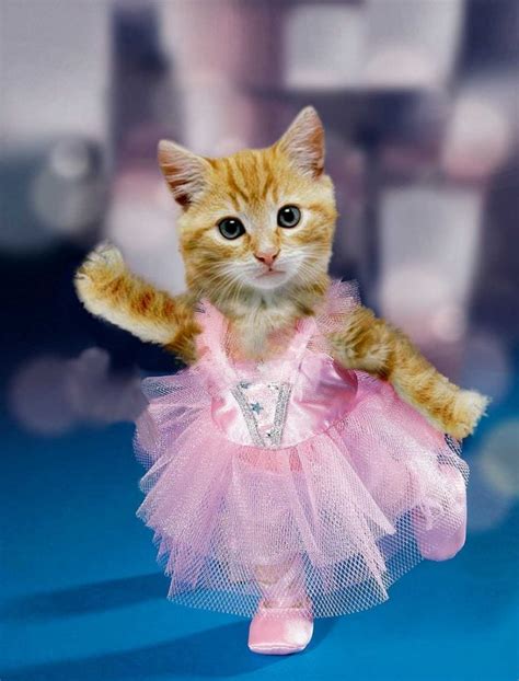 kumpulan  gambar kucing  cantik terbaru gambar