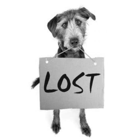 Пропавшие и найденные собаки. Минск и область.