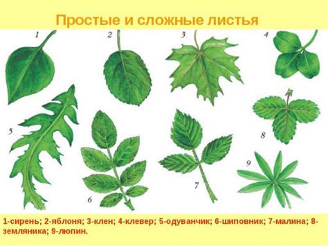 Интегрированный урок: математика + биология. Простые и сложные листья ...