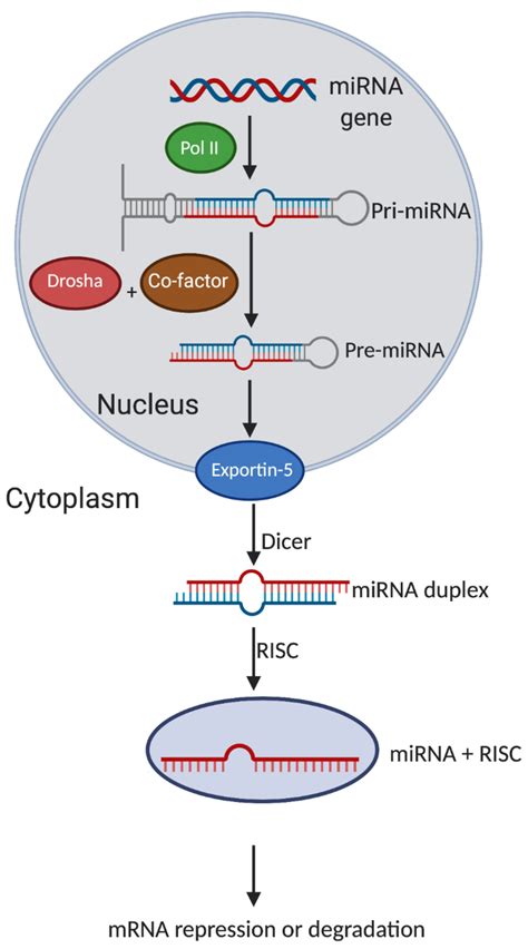 A schematic illustration of miRNA biogenesis and mechanism of action ...