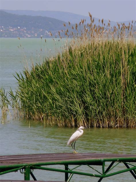 Free Images Beach Landscape Sea Coast Tree Nature Marsh Swamp