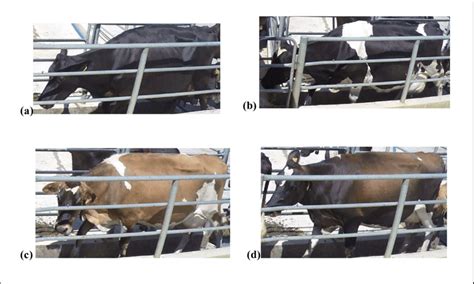 Figure S 1 Phenotype scoring of different patterning traits. (a ...