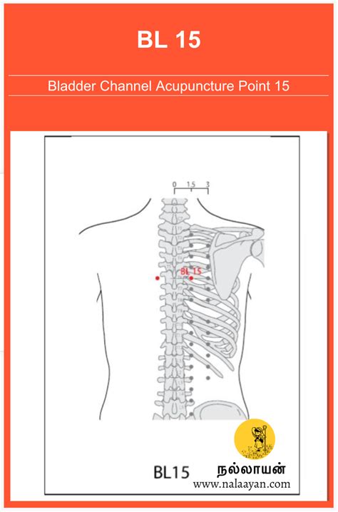 Gv 4 Acupuncture Point The Good Shepherd Medium