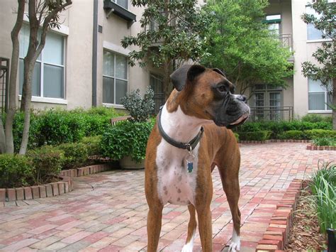 list   dogs breeds english bull dogs