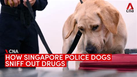 How The Singapore Police Force Trains Its K 9 Dogs To Sniff Out Drugs