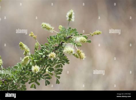 Catclaw Acacia Senegalia Greggii Stock Photo Alamy