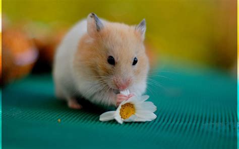 Cute Hamster Wallpapers Wallpaper Cave