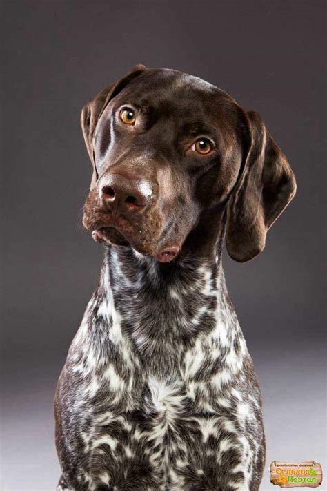 Жалко что в щенячим патруле нет щенка этой породы | Щенячий патруль 🐶 Amino