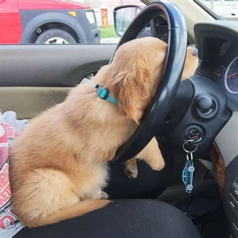 40 Adorable Pictures of Cute Dog Sleeping Positions