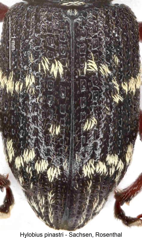 Hylobius Bestimmungstabelle