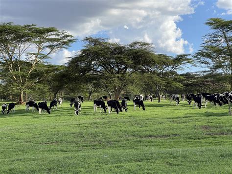 Dairy Focus: Kenyan farmer cares more about genetics than milk yield