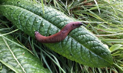 Brown Slug on a Green Leave in the Grass Stock Image - Image of brown, overflowing: 234727771