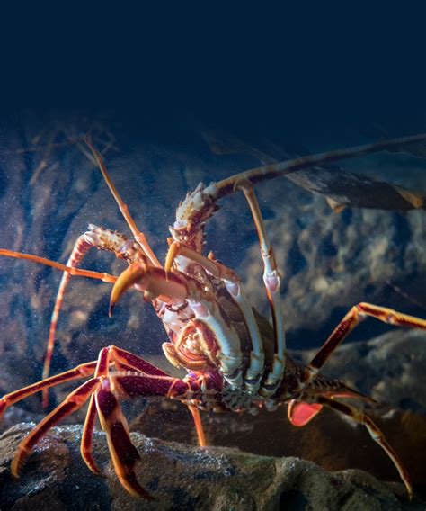 A.L GAIDI MARINE RESOURCE