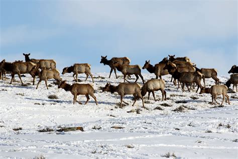 Wyoming Game and Fish Department - Some Wyoming Game and Fish lands are