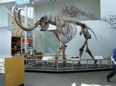 Woolly Mammoth Animal Facts - Mammuthus primigenius - A-Z Animals