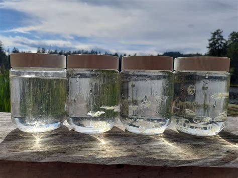 Is that… a freshwater jellyfish? - Invasive Species Council of British