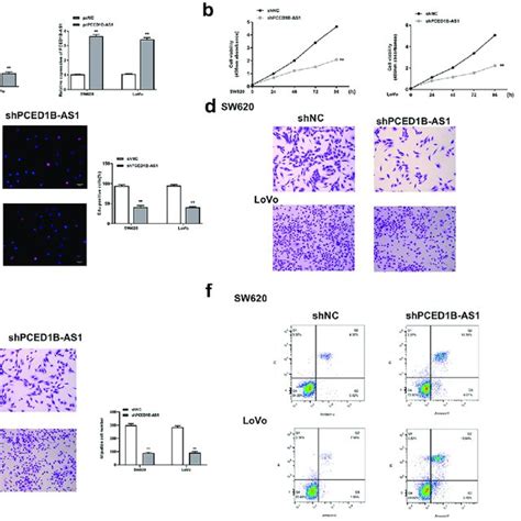 Knockdown Of Pced B As Significantly Inhibited The Progression Of