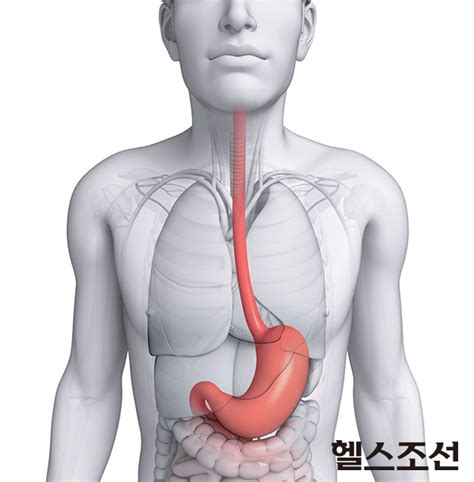입냄새, 기침, 흉통 ‘식도’가 문제야 - 당신의 건강가이드 헬스조선
