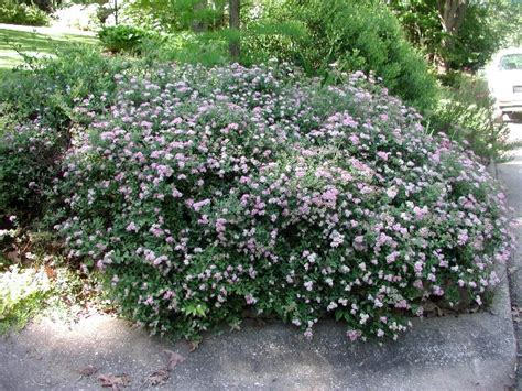 Спирея японская ‘Литл Принцесс’