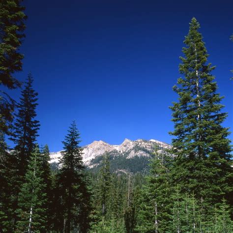 Sierra Range | Matthew Russell Naturalist
